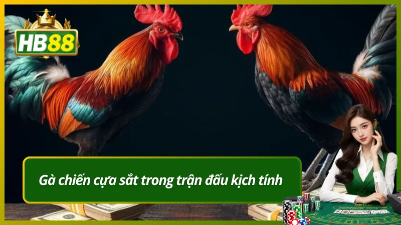 Gà chiến cựa sắt trong trận đấu kịch tính