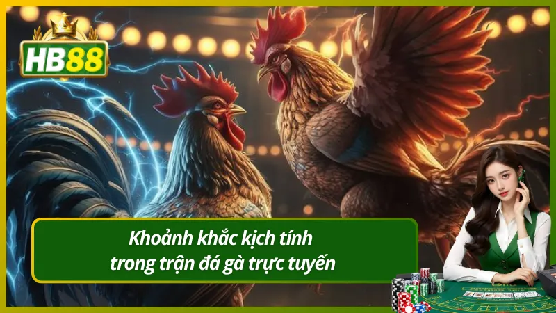 Khoảnh khắc kịch tính trong trận đá gà trực tuyến