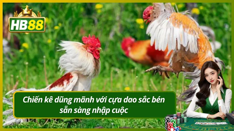 Chiến kê dũng mãnh với cựa dao sắc bén sẵn sàng nhập cuộc