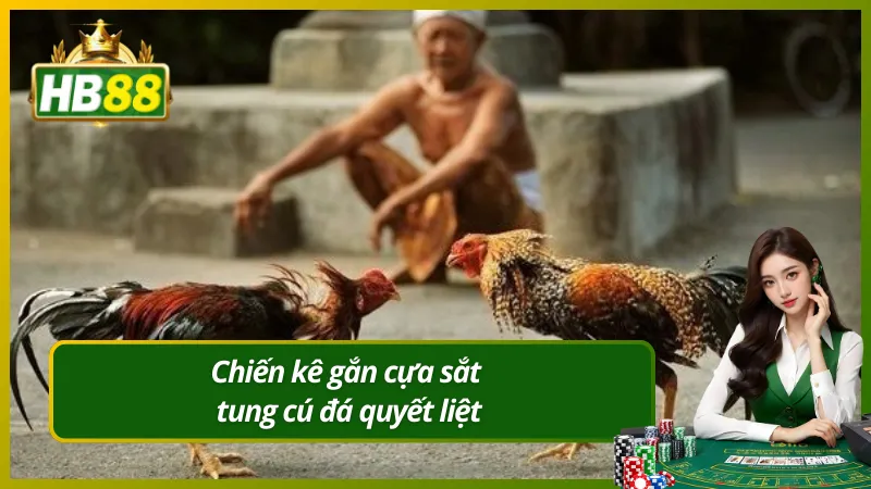 Chiến kê gắn cựa sắt tung cú đá quyết liệt