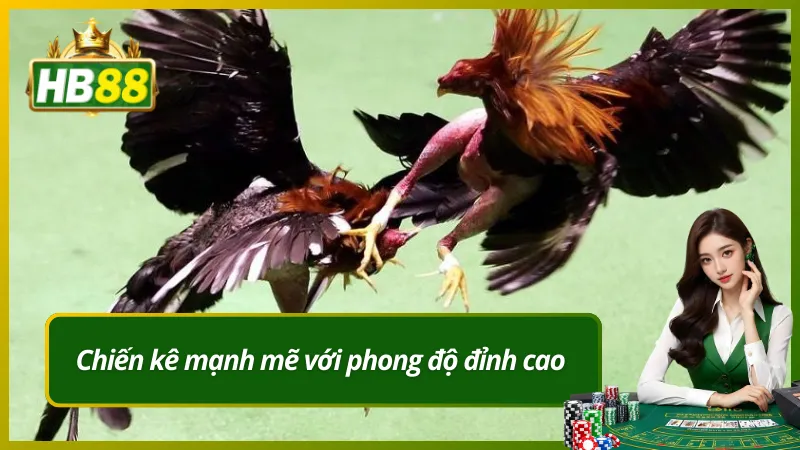 Chiến kê mạnh mẽ với phong độ đỉnh cao