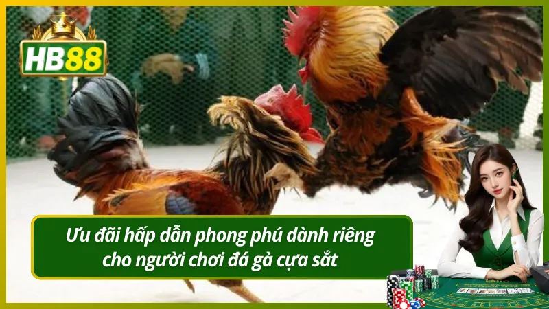 Ưu đãi hấp dẫn phong phú dành riêng cho người chơi đá gà cựa sắt