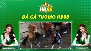 Đá Gà Thomo