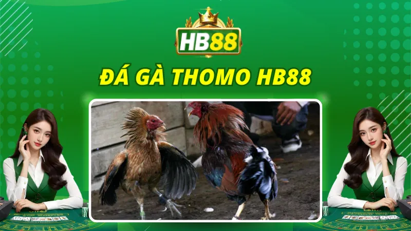 Đá Gà Thomo