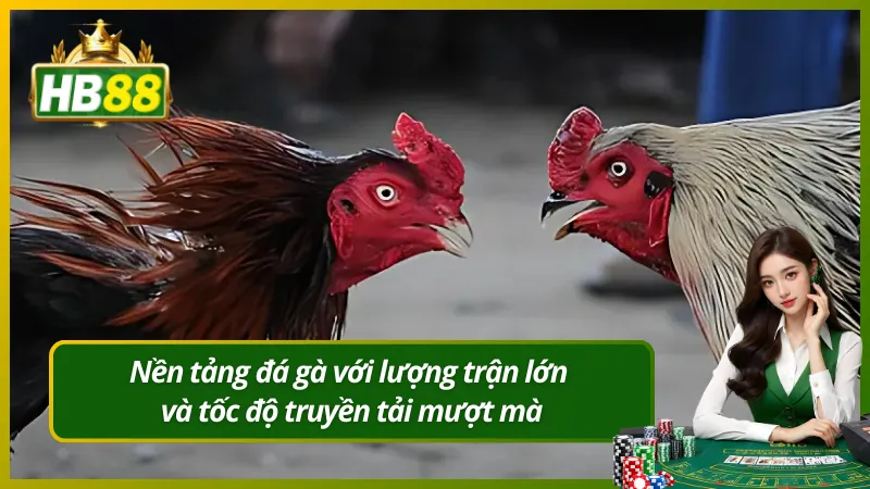 Nền tảng đá gà với lượng trận lớn và tốc độ truyền tải mượt mà