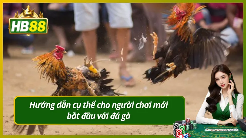 Hướng dẫn cụ thể cho người chơi mới bắt đầu với đá gà