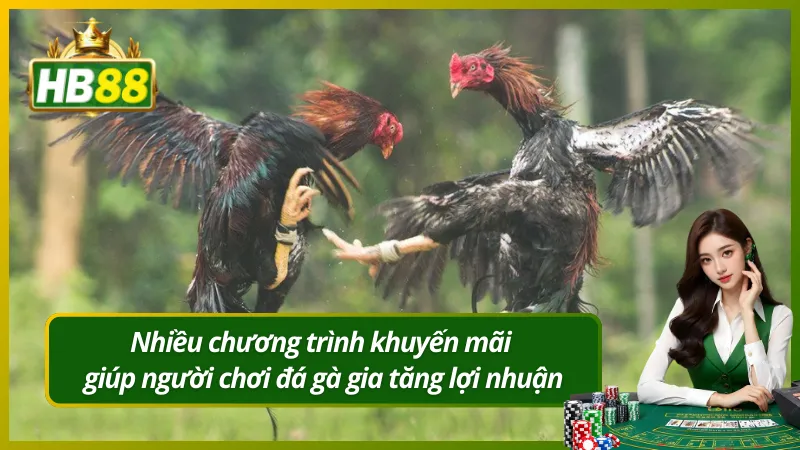 Nhiều chương trình khuyến mãi giúp người chơi đá gà gia tăng lợi nhuận