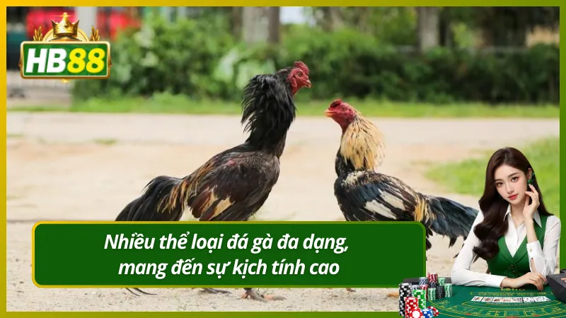 Nhiều thể loại đá gà đa dạng, mang đến sự kịch tính cao