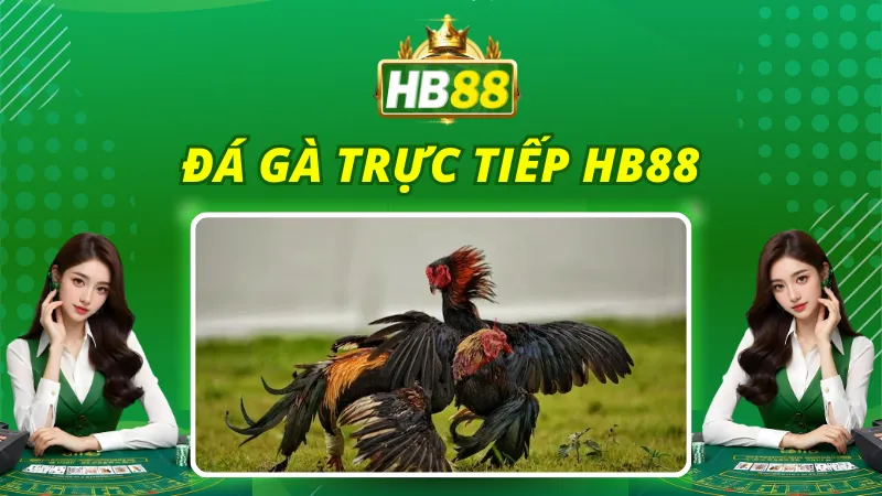 Đá Gà Trực Tiếp